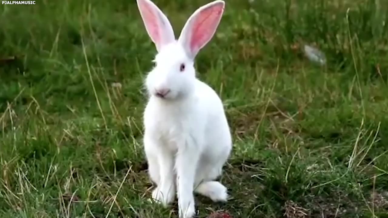 China RELEASED A MILLION RABBITS to Revive the Desert — What Happened Next SHOCKED THE WORLD