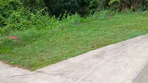 14.10.2025 Kuranda Skate Park