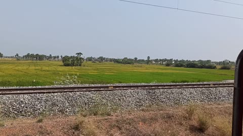 Golden rice fields with railway lines in them, natural scenery video 2025 skc.com 92