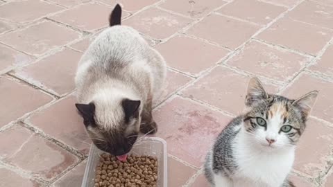 Beautiful street cats