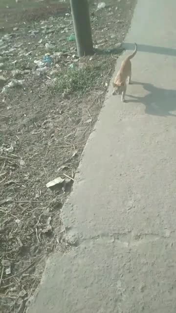 village cat is very funny