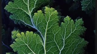 Nature is random