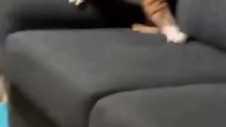 Not That Kind Of Cat