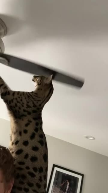 Thick skulled cat 🤣