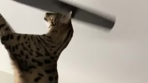 Thick skulled cat 🤣