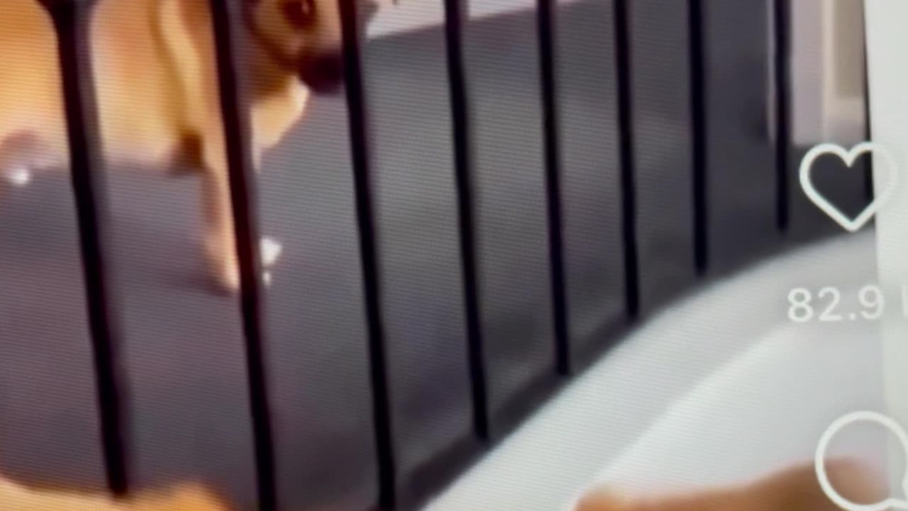 Funny Dogs
