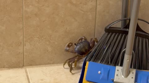 You Ain’t Ever Been Trapped With a Blue Crab