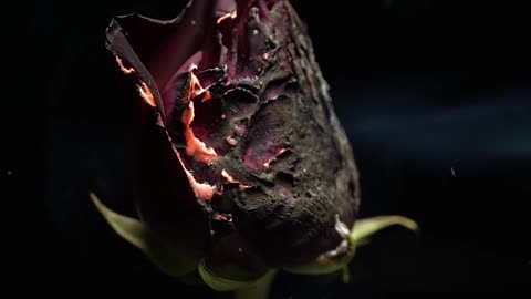 Need Your Love | When the Love Dies