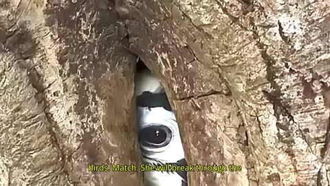 The Bird Couple That Stays Loyal for Life #animals #birds #wildliferescue #shorts #bird