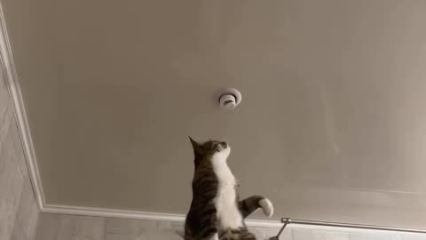 funyyAnimal_vedios