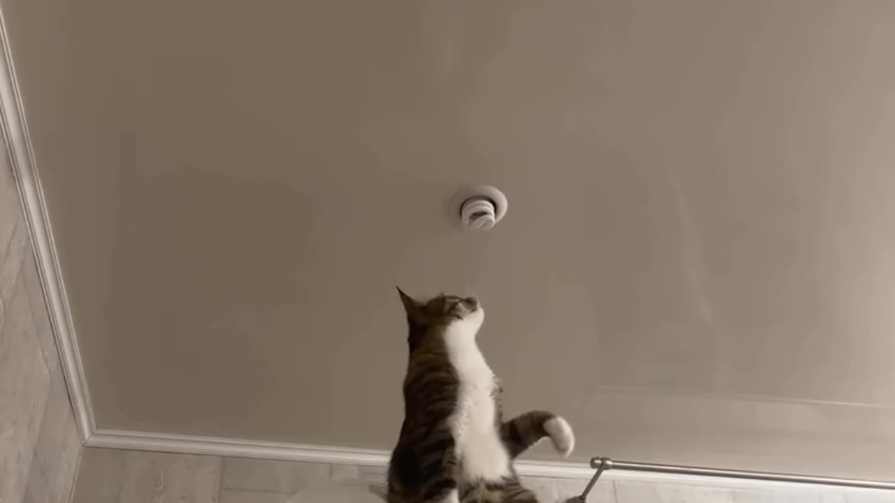 funyyAnimal_vedios