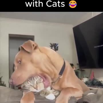 LOL Dogs Gave Cats A Hard time!