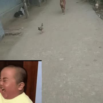 I messed with dogs and cats.