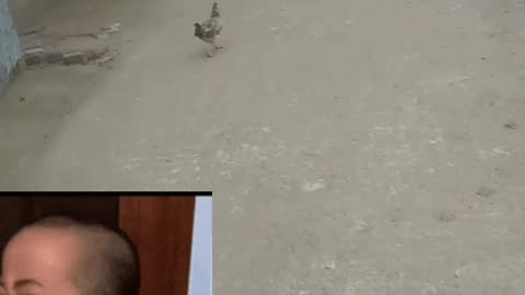 I messed with dogs and cats.