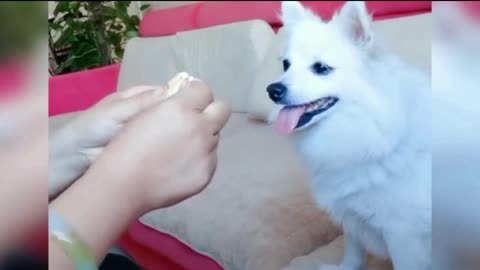 Puppy Food Pranks GONE WRONG! 😂 (Hilarious Fails & Wins!)