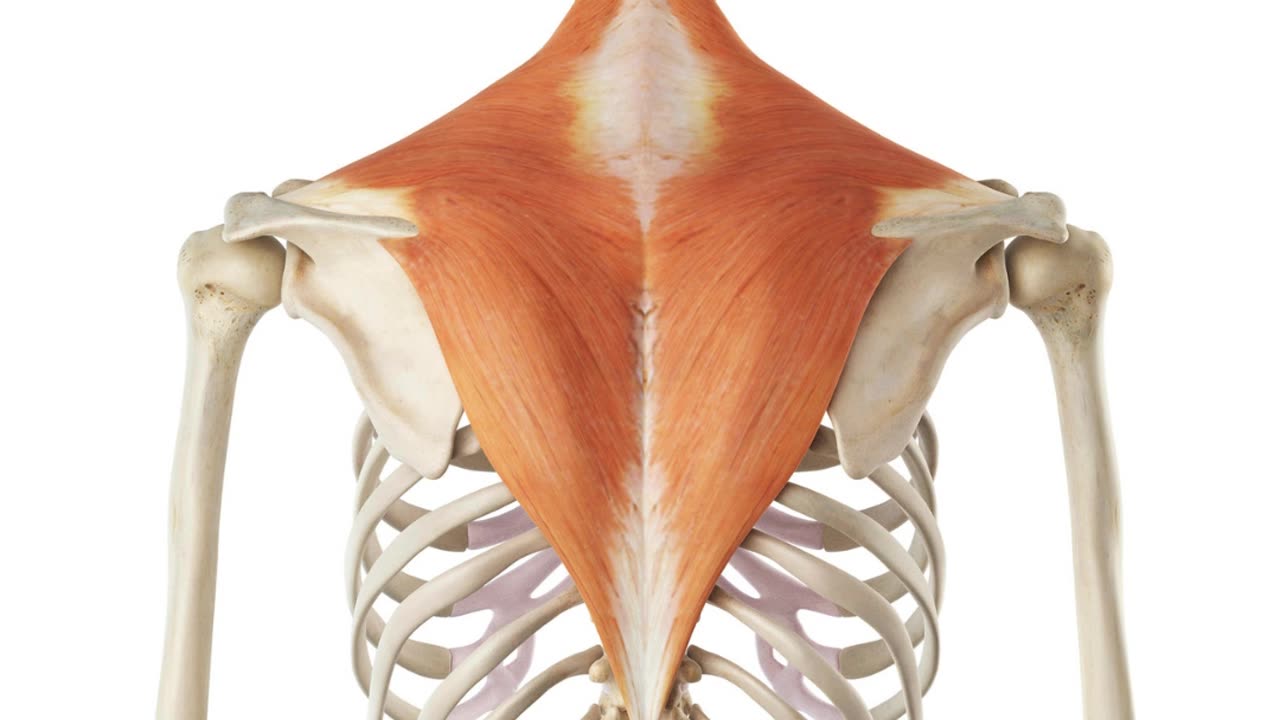 Fix Your SPINE in 3 Minutes with ShortsBack Rolls!