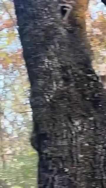 Albino raccoon chilling in a tree