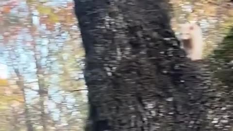 Albino raccoon chilling in a tree