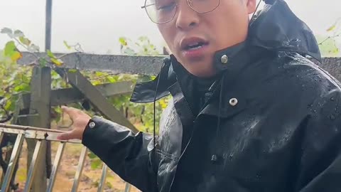 葡萄下果后 先施肥先打药？#果树种植 #葡萄种植 #葡萄施肥 #葡萄高产 #果园管理技术