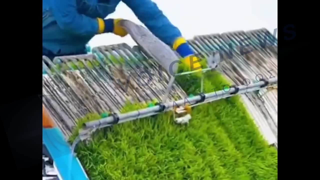 Κινα φυτειες ρυζιου