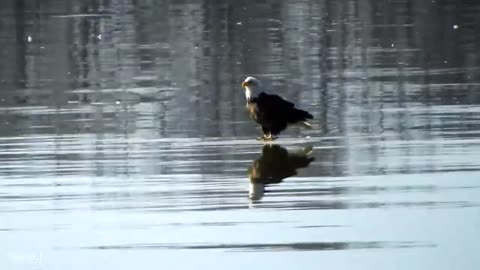 Funniest ANIMALS React to Crazy Weather, there's absolutely NOTHING MORE FUNNY!