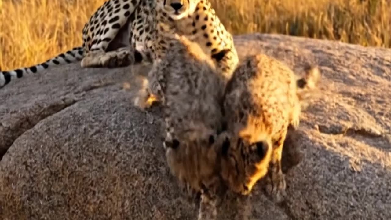 Cheetah Mother and Kids