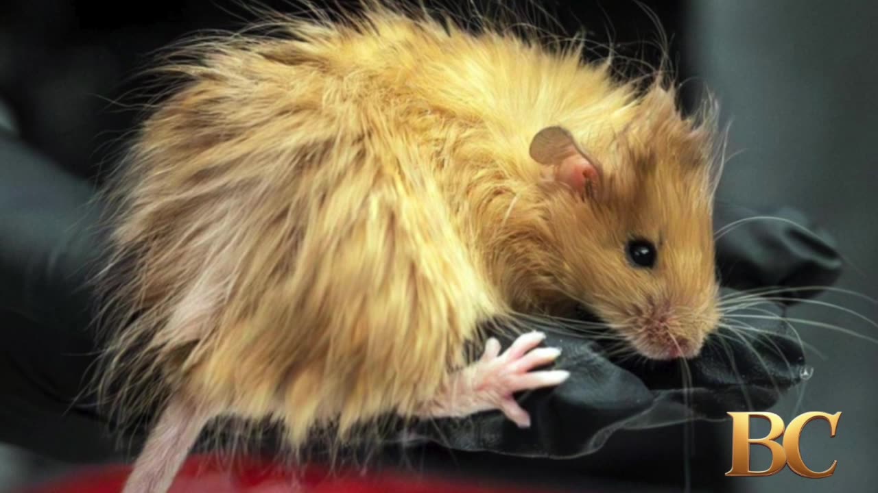 Scientists created a ‘woolly mouse’ with mammoth traits