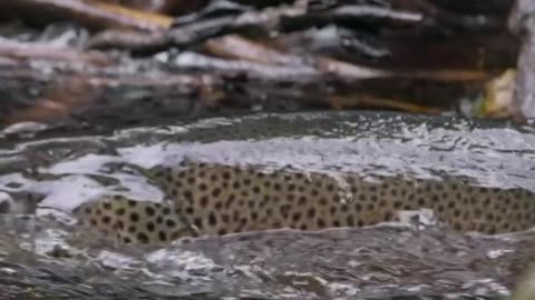 The Trout-It’s survival skills & fighting spirit..Large male returning from spawning