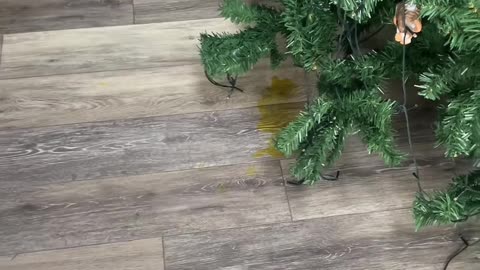 Dog Peed On Fake Christmas Tree