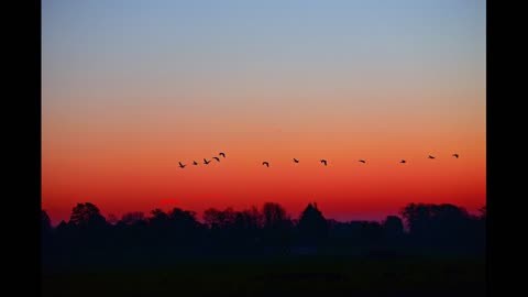 Birdsong at Sunset | 8 Hours of Soothing Bird Sounds for Sleep, Relaxation and Meditation