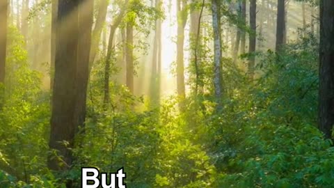 Stop Searching, Start Listening Free Meditations #guidedmeditation #meditationcoach #mindfulness