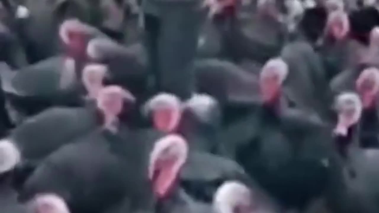 Funny animals video