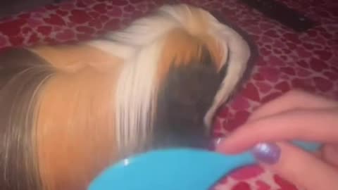 pet Guinea pig