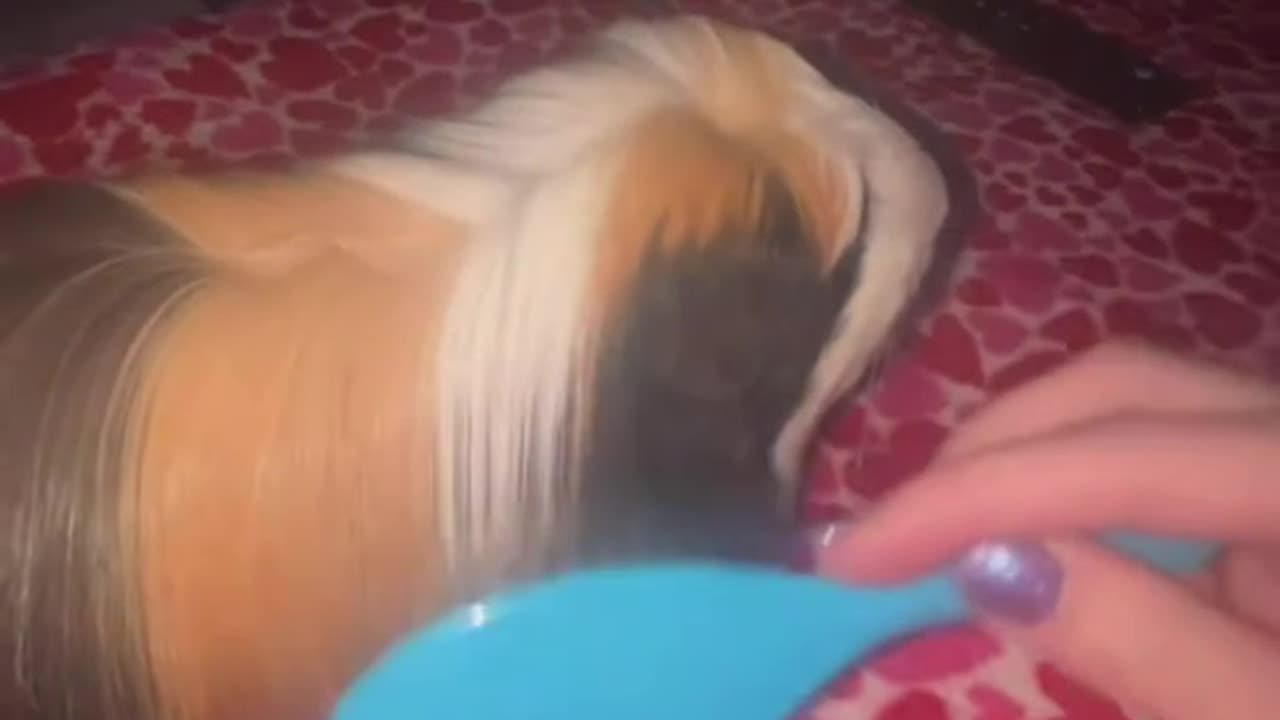 pet Guinea pig