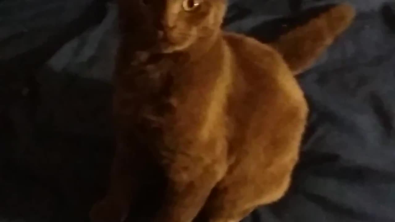 Windigo being adorable