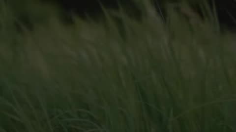 🙏🌟 Saturday's Prayer | Rest & Renewal | InGodWeTrustDaily