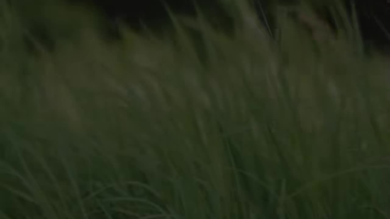 🙏🌟 Saturday's Prayer | Rest & Renewal | InGodWeTrustDaily