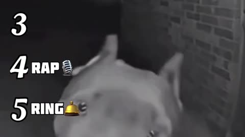 You Won’t Believe What This Dog Does Next! 🤯🐕
