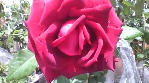 Beautiful red rose with water droplets, is the color of passion [Nature & Animals]