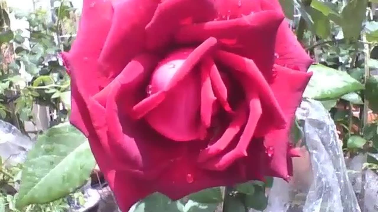 Beautiful red rose with water droplets, is the color of passion [Nature & Animals]