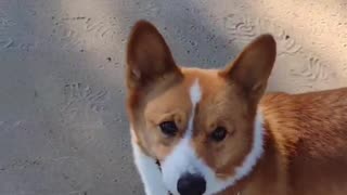 Buddy's Mysteries (Shorts) #shorts