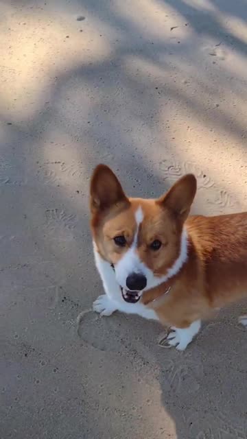 Buddy's Mysteries (Shorts) #shorts