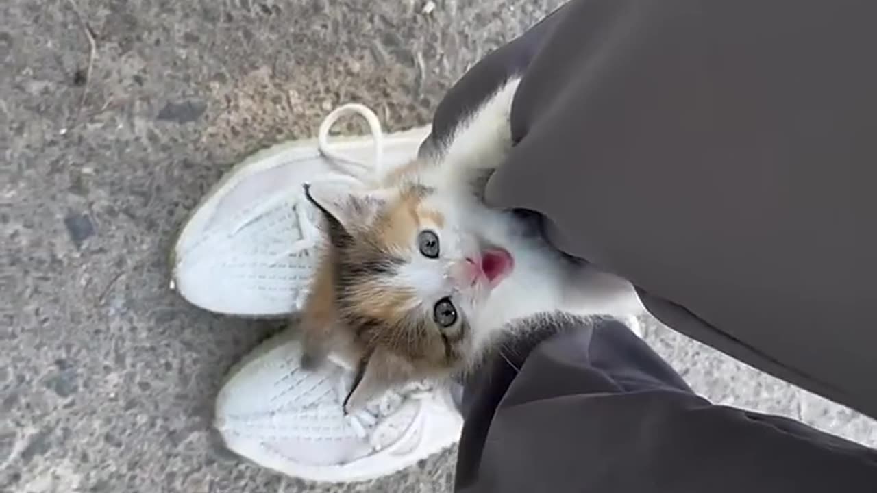 Accidentally Adopting A Kitten!!