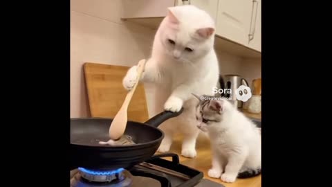 White chef cat cooking mouse