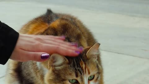 Lovely Cat With Girls