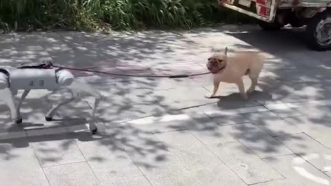 🤖✨ Watch This Robot Dog Walk a Real Dog! | FeedMyCuriosity