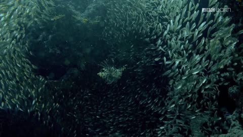 ŁOWCY 4 dokument pl