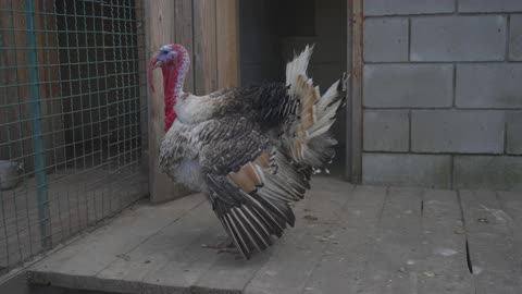 Turkey in Cage
