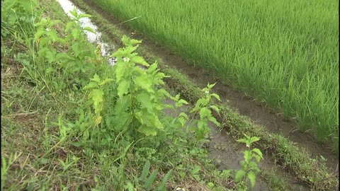 ニッポンの里山 ふるさとの絶景に出会う旅 「あぜのまわりは野花の楽園」石川県 輪島市