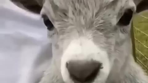 Funny animal video